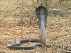 इस गांव में लोग पालते हैं सांपों की सबसे खतरनाक प्रजाति ‘कोबरा’, पर्यटकों की लगी रहती है भीड़