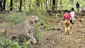 lepard