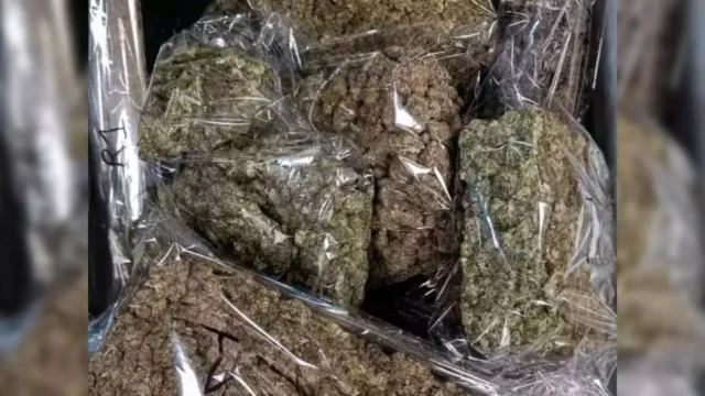 mumbai-customs-seizes-ganja