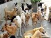 कुत्ते के काटने के बाद 32 लोग पहुंचे अस्पताल, दो बच्चे भर्ती; चार महीने में 3292 मामले